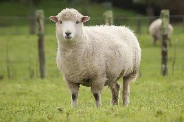绵羊种类