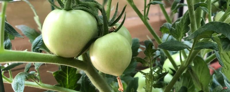 西红柿的生长过程记录