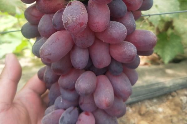 巨盛一号葡萄品种介绍