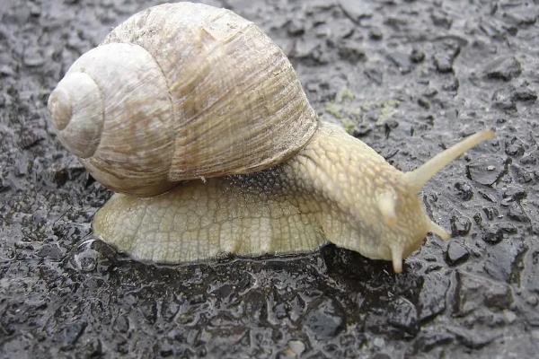 蜗牛是怎么换新壳的