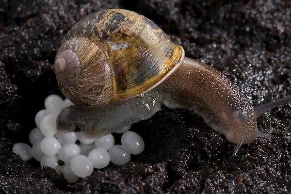蜗牛的生长过程