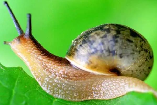 蜗牛的生长过程