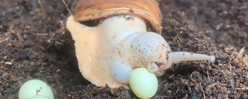 蜗牛是怎么生宝宝的