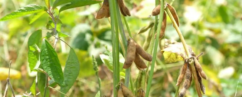 黑豆生长期多少天