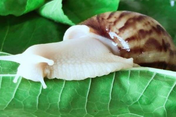 白玉蜗牛有寄生虫吗
