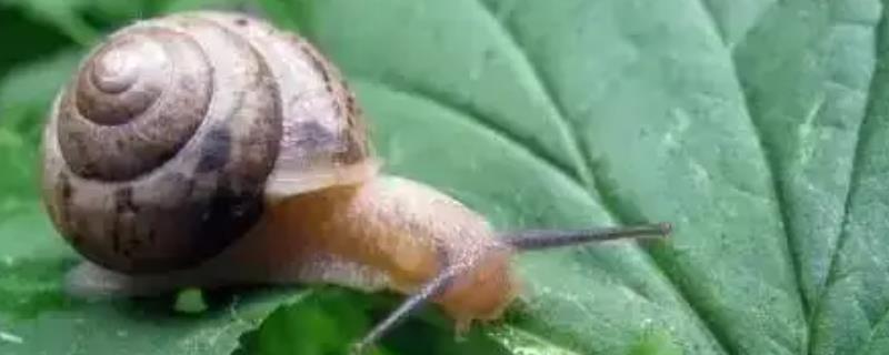 怎样消灭蜗牛
