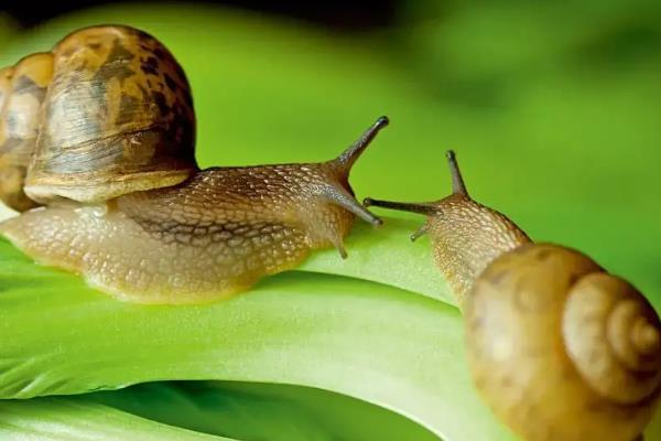 蜗牛繁殖的方式