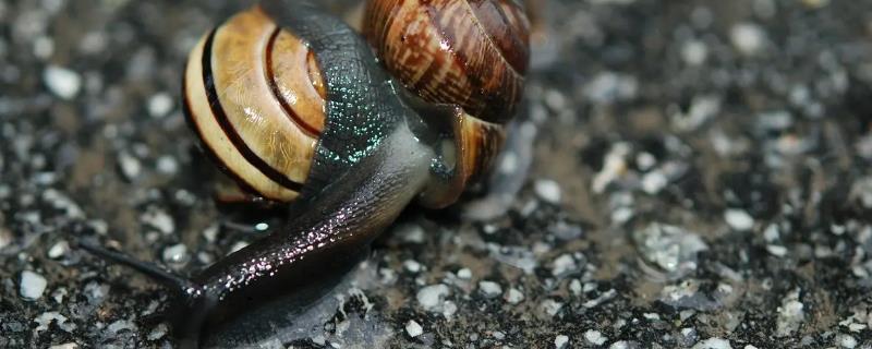 蜗牛繁殖的方式