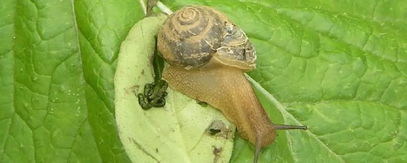 蜗牛的习性