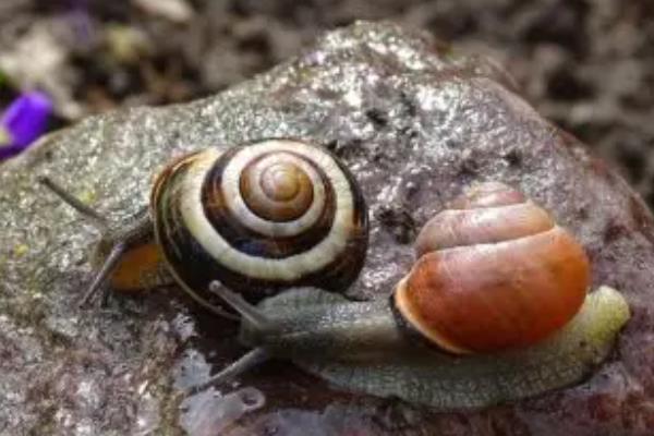冬天有蜗牛吗