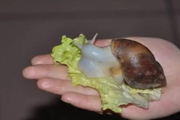 蜗牛喜欢吃什么
