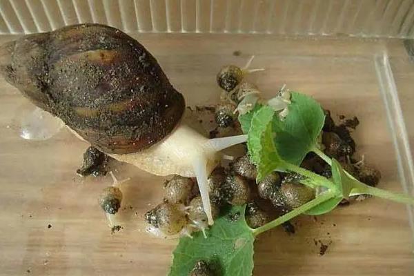 蜗牛喜欢吃什么