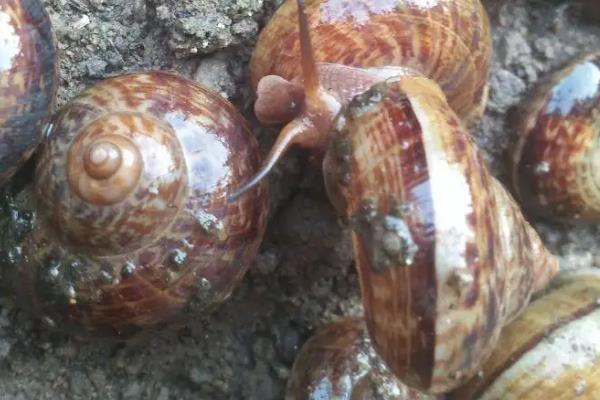 蜗牛的品种