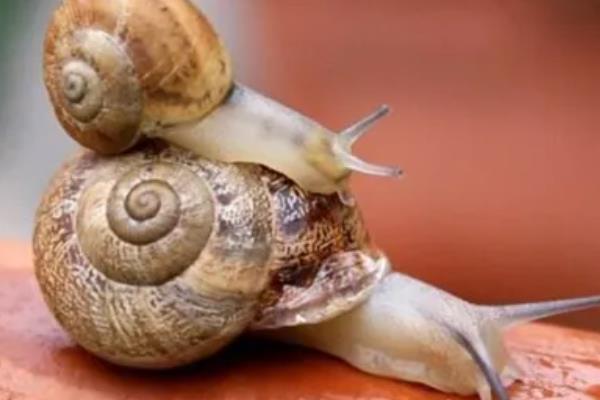 蜗牛为什么叫蜗牛