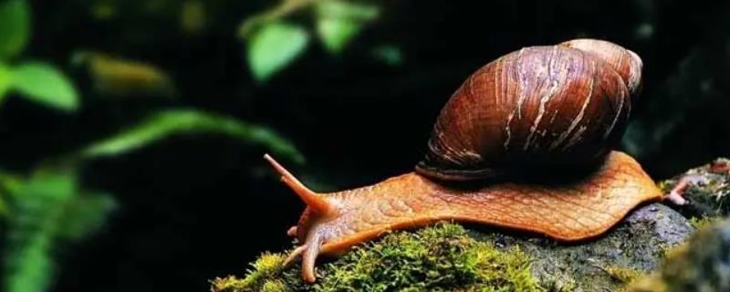 蜗牛为什么叫蜗牛