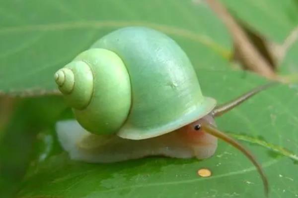 蜗牛的颜色有哪些