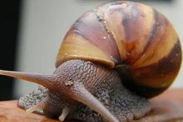 蜗牛的颜色有哪些