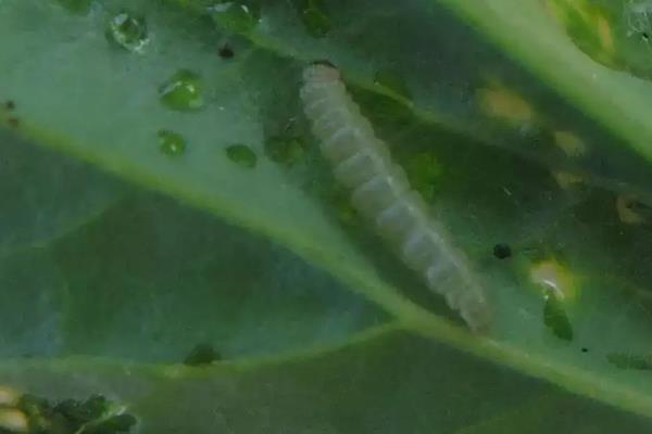 甲维虫螨腈能杀什么虫