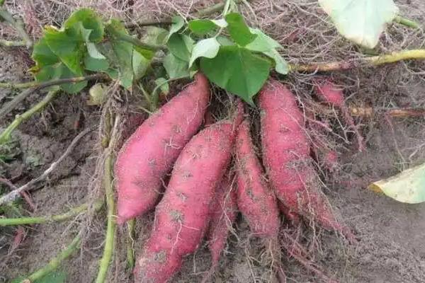 红薯苗成活后怎么施肥和管理