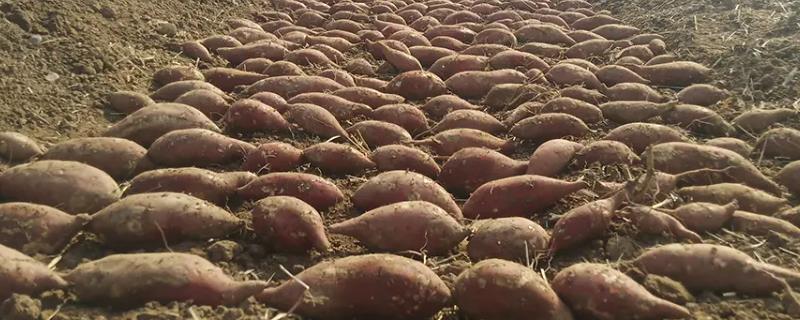 红薯苗床用什么肥料