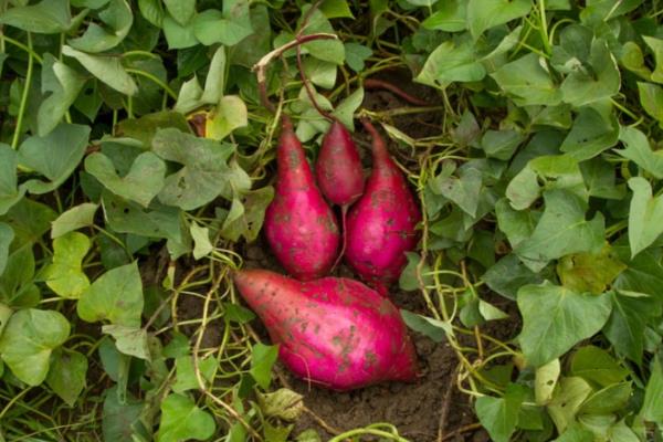 红薯苗缺氮肥的表现