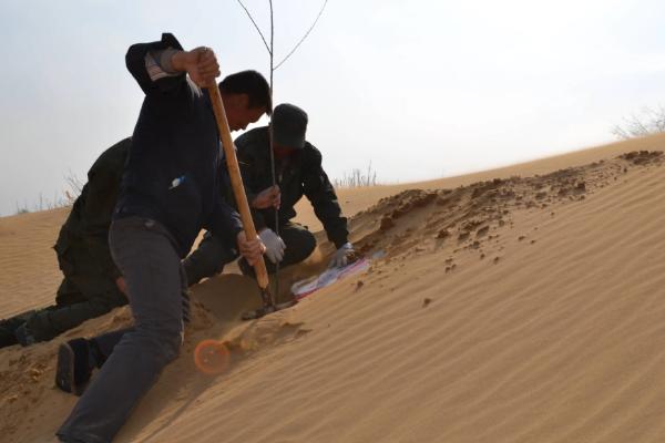 新疆盐碱地怎么改良土壤
