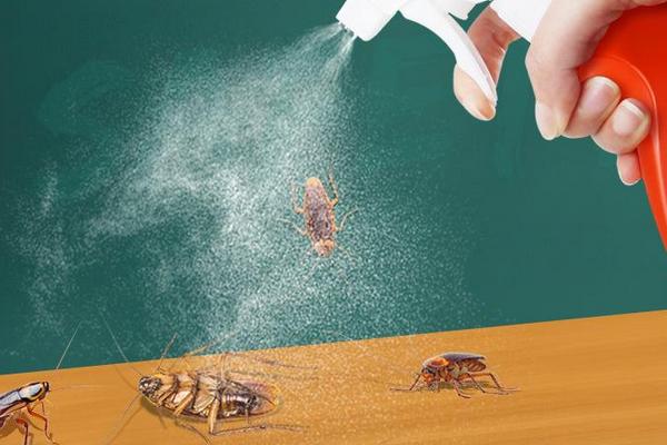 杀虫气雾剂能杀死蟑螂吗