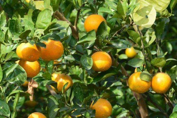 柑橘甜蜜素是什么