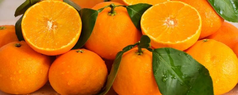 红美人柑橘如何保存
