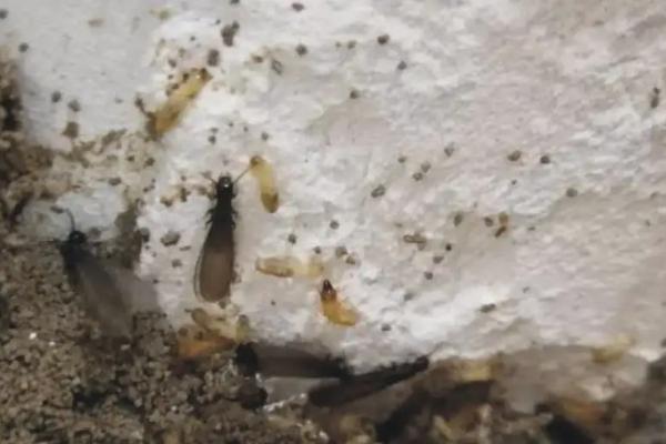 杀虫剂能杀死白蚁吗