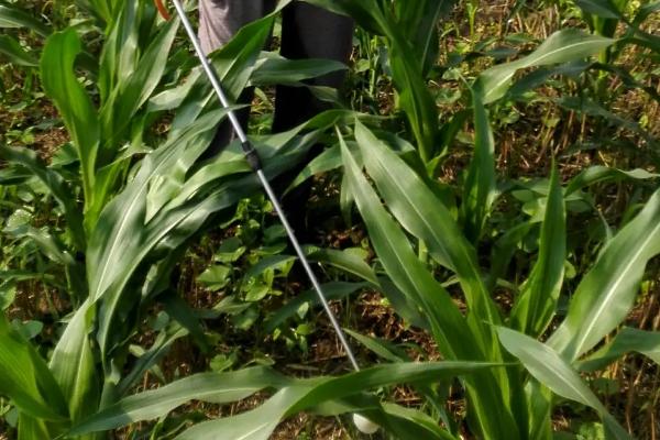 玉米除草剂和杀虫剂能混合使用吗?