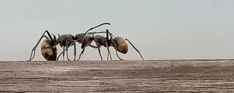 杀虫剂可以杀蚂蚁吗
