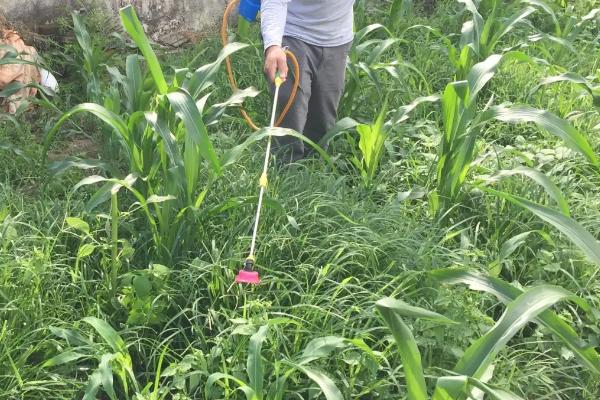 玉米除草剂和杀虫剂能混合使用吗?