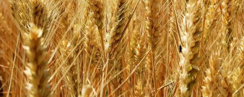 东北平原种植春小麦还是冬小麦