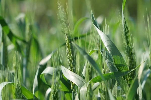 东北平原种植春小麦还是冬小麦