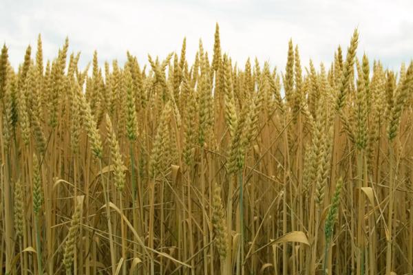 冬小麦在哪个地区