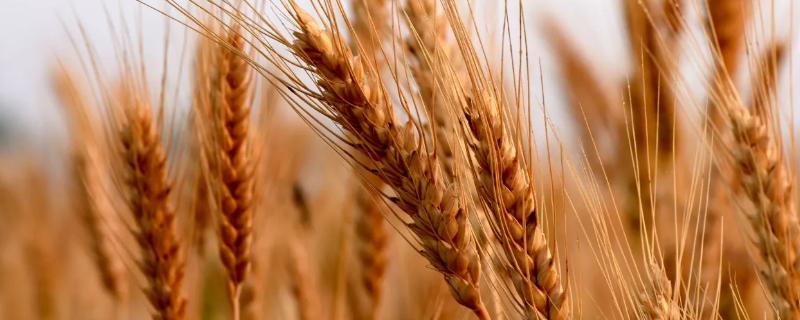 冬小麦和春小麦的分布地区