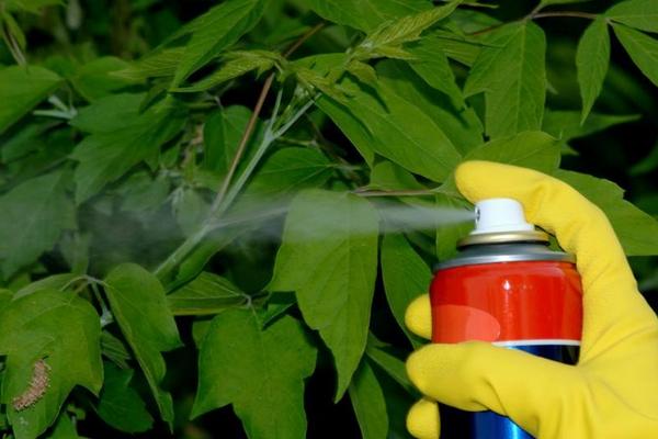 杀虫剂对植物有伤害吗