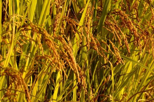 稻麦黍菽稷分别指什么农作物