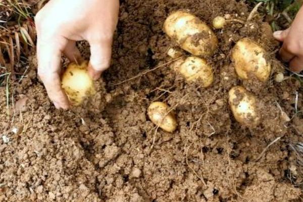 土豆苗生长过程