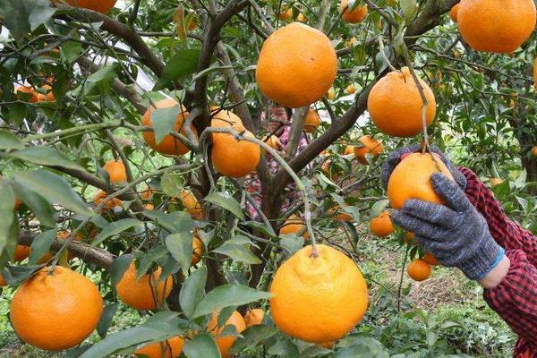 四川柑橘之乡是哪里