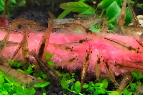 黑壳虾的寿命