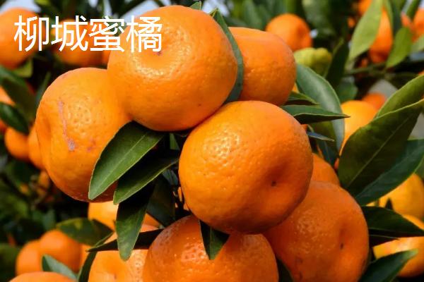 广西蜜橘几月成熟