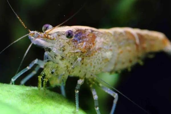黑壳虾吃什么食物