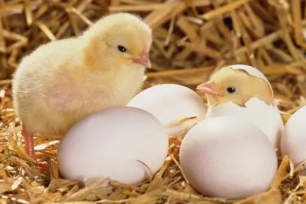 孵化小鸡后期死在壳里的原因