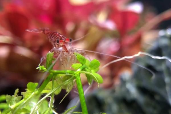 黑壳虾幼虾吃什么