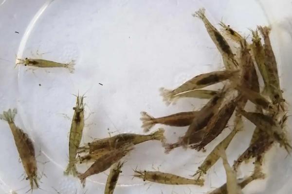 黑壳虾养殖技术