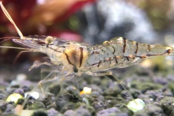 黑壳虾多久繁殖一次