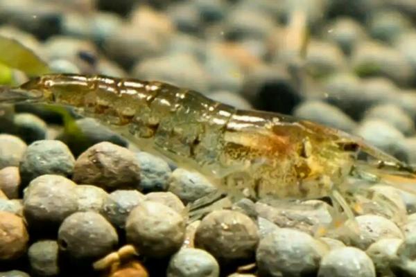 黑壳虾为什么每天都死