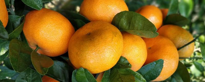 柑橘亩产量多少公斤